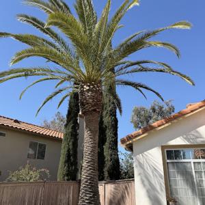 Bronson Tree Service