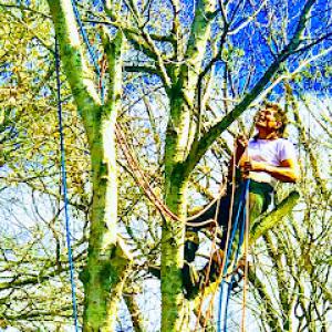 A Unity Tree Service