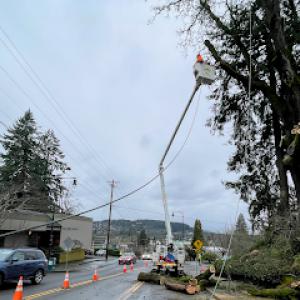 Quality Tree Service & Landscape Maint.