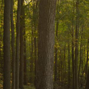 Alpine Tree Services