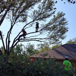 Angry Beaver Tree Solutions