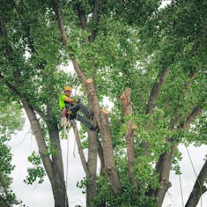 Betterwest Tree Service