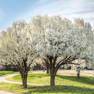 Merritt's Tree Services
