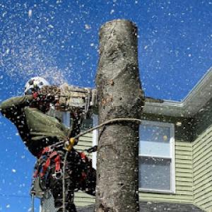 Appleseed Tree Service