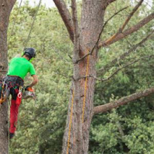 MonkeyMan Tree Care