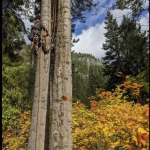 Integral Works Tree Service