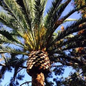 JC Tree Care & Landscape