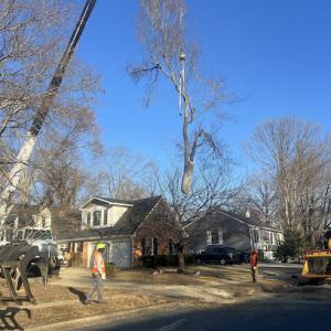 Tree Top Tree Service