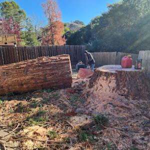 Contra Costa Tree & Stump Removal