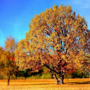 Coastal Tree Service