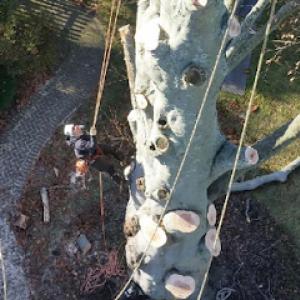 PSD Tree Experts & Landscape