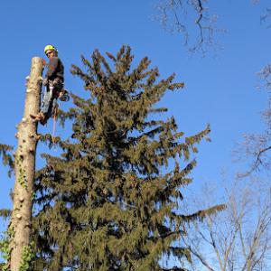 Deputy Tree & Property Services