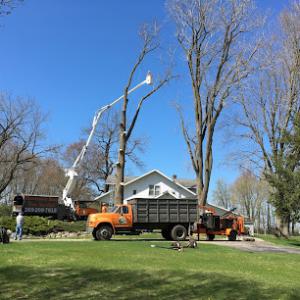 Henderson Bros. Tree Service & forestry mulching