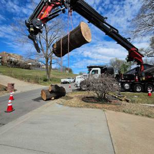 TREES BY JAKE Tree Service Rogers