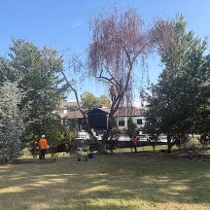 Mockingbird Tree Care