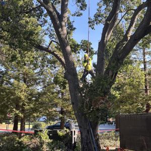 Golden State Tree Care