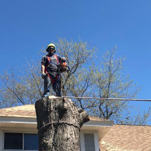 Jose Tree Care