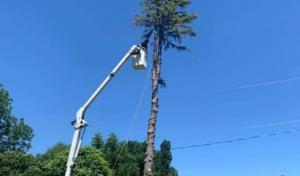 Big River Tree Service