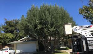 Thrifty Tree Service