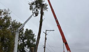 CM Tree Service & Removal
