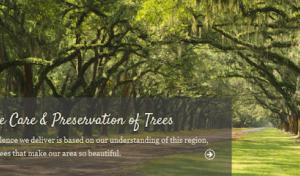 Cambium Tree Care & Preservation