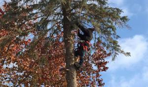 Arbol Tree Service