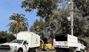 MCA Tree Service