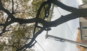 Paradise tree service