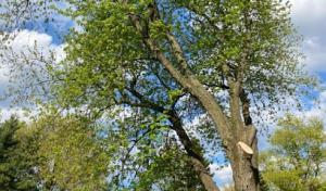 Orland Park Tree Removal