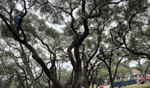 D.A. Martinez Tree Service