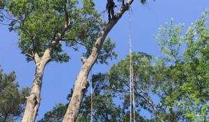 D & A Tree Surgeons