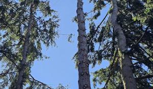 Alonso DH Tree Services