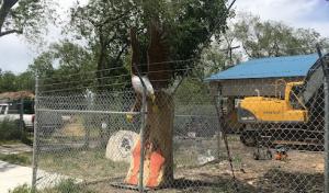 A Swedin Tree Expert