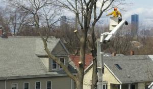 Ps Tree Service