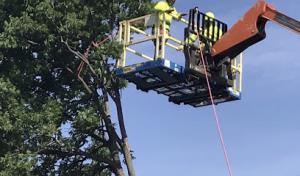 Ballard Tree Service