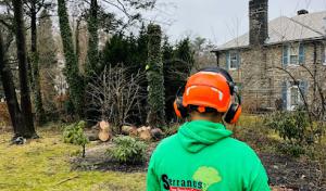 Serranos Tree Service