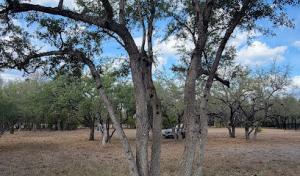 Sanchez's Tree Service