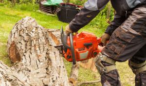 Woodland Tree Johns Creek