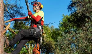 Golden Oak Tree Service