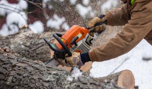 Teachers Tree Service