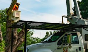 Maryland Tree Experts