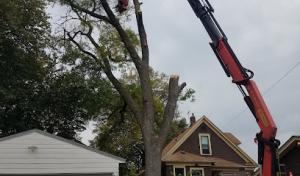 Hiawatha Tree Services
