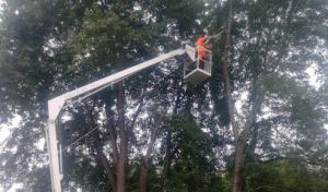 Felling Tree Services