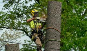 Ben's Tree Service Plus