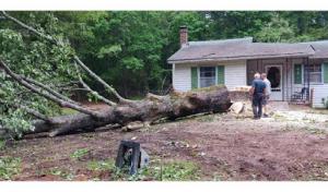 Clean Cut Tree Removal