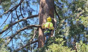 Skyline Tree Experts