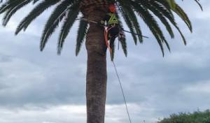 Vista del Rey Tree Services