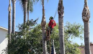 Go Green Tree Service