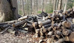 Fishers Tree Service