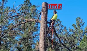 Bud's Tri-County Tree Services